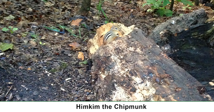 Himkim the chipmunk image