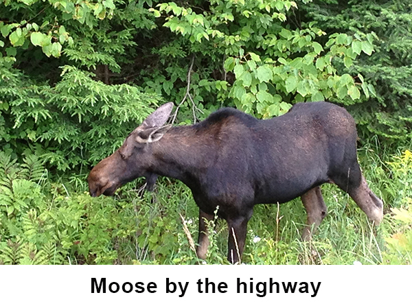 Moose by the algonquin highway image