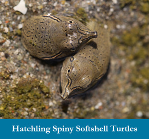 Hatchling spiny softshell turtles