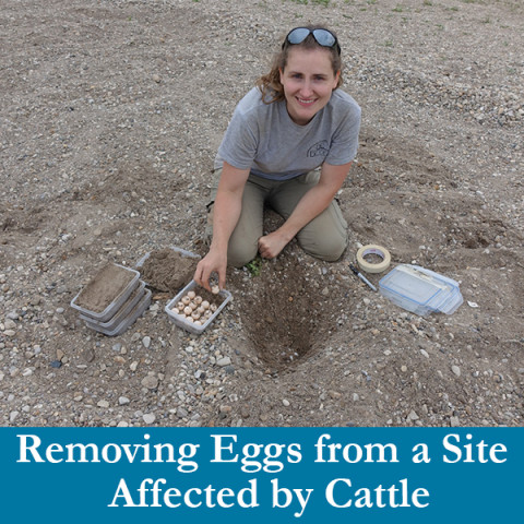 Removing eggs from a site affected by cattle woman kneeling in rocky sand pit digging up turtle eggs and placing them in plastic bins filled with sand dispenser amenities