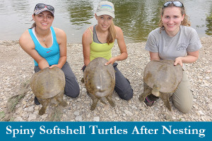 Threatened spiny softshell turtles after nesting