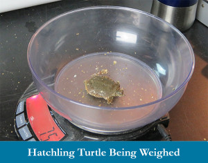 Hatchling turtle being weighed2 image