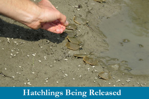 Hatchling spiny softshell turtles