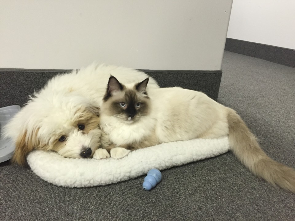 Dispenser Fur Babies cat and dog lying on pet bed dispenser amenities
