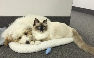 Dispenser Fur Babies cat and dog lying on pet bed dispenser amenities