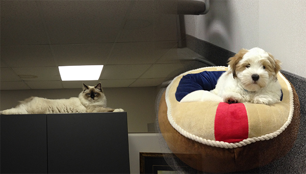 Introducing Dispenser Amenities New Office Members | | Dispenser Amenities Office Pets