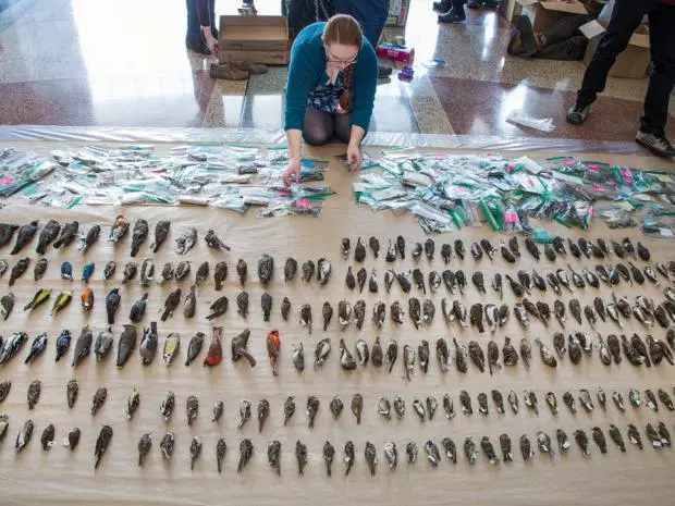 How Your Hotel Can Help Protect Migrating Birds | | Dispenser Amenities birds image