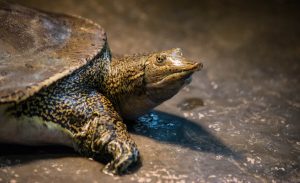 Dispenser Amenities' Continued Effort for the Spiny Turtles | | Dispenser Amenities Spiny Softshell Turtles blog image
