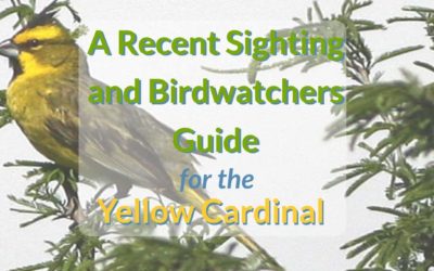 yellow cardinal sighting blog header a recent sighting and birdwatchers guide for the yellow cardinal
