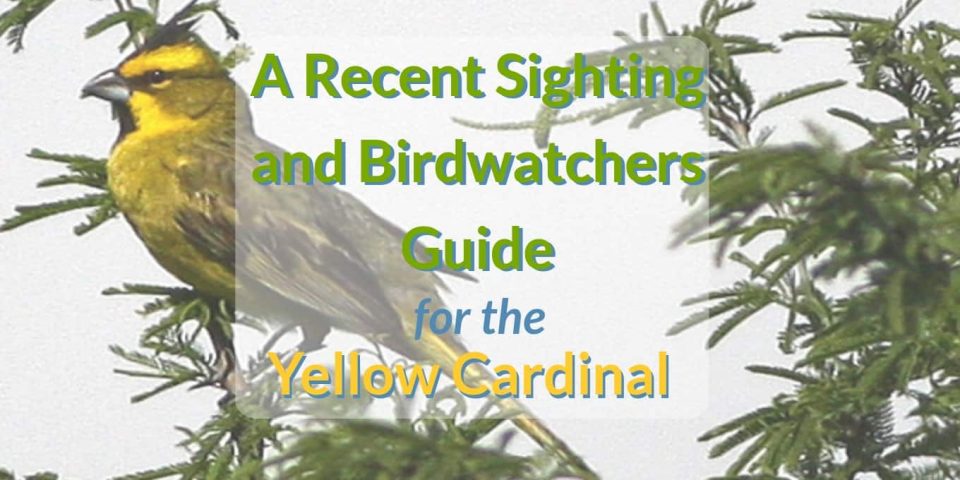 Yellow cardinal sighting blog header a recent sighting and birdwatchers guide for the yellow cardinal