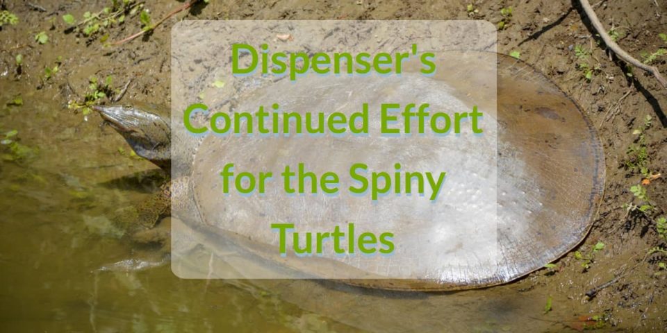 spiny turtles dispenser amenities blog header dispenser's continues effort for the spiny turtles dispenser amenities