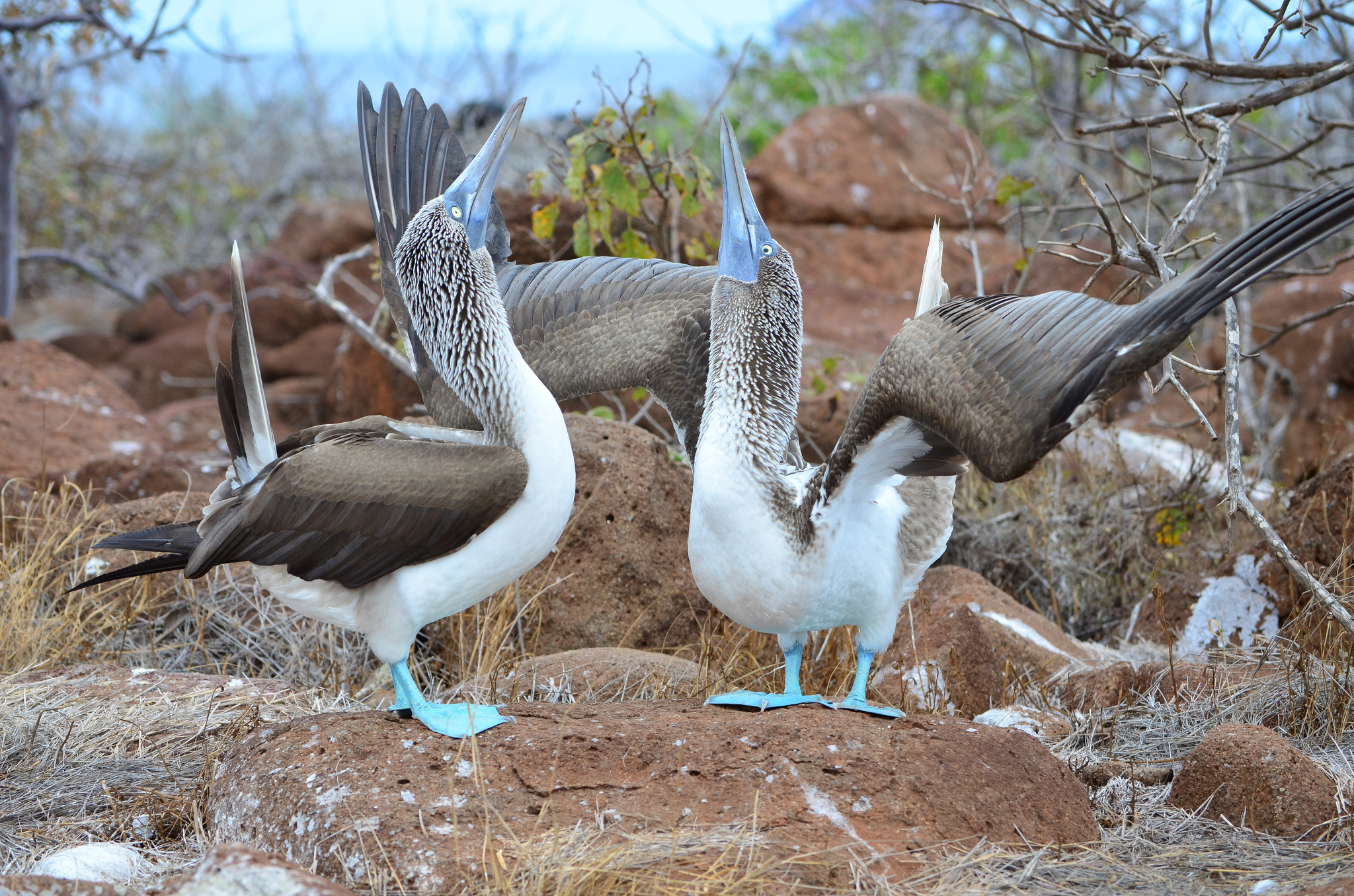 Blue footed bobbies