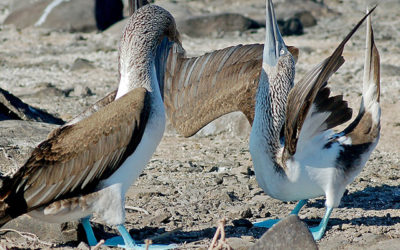 blue footed dooby feature image endagered species article