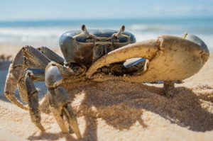 beach crab image