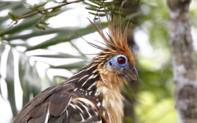 close up picture of bird with red eyes and pointy brown feather on its head dispenser amenities