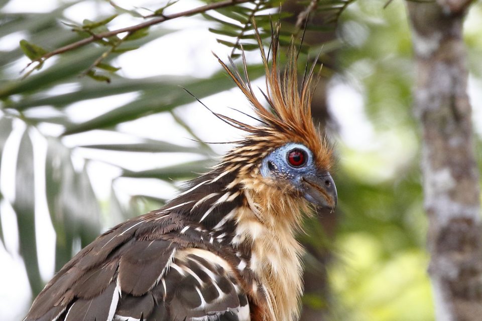 close up picture of bird with red eyes and pointy brown feather on its head dispenser amenities