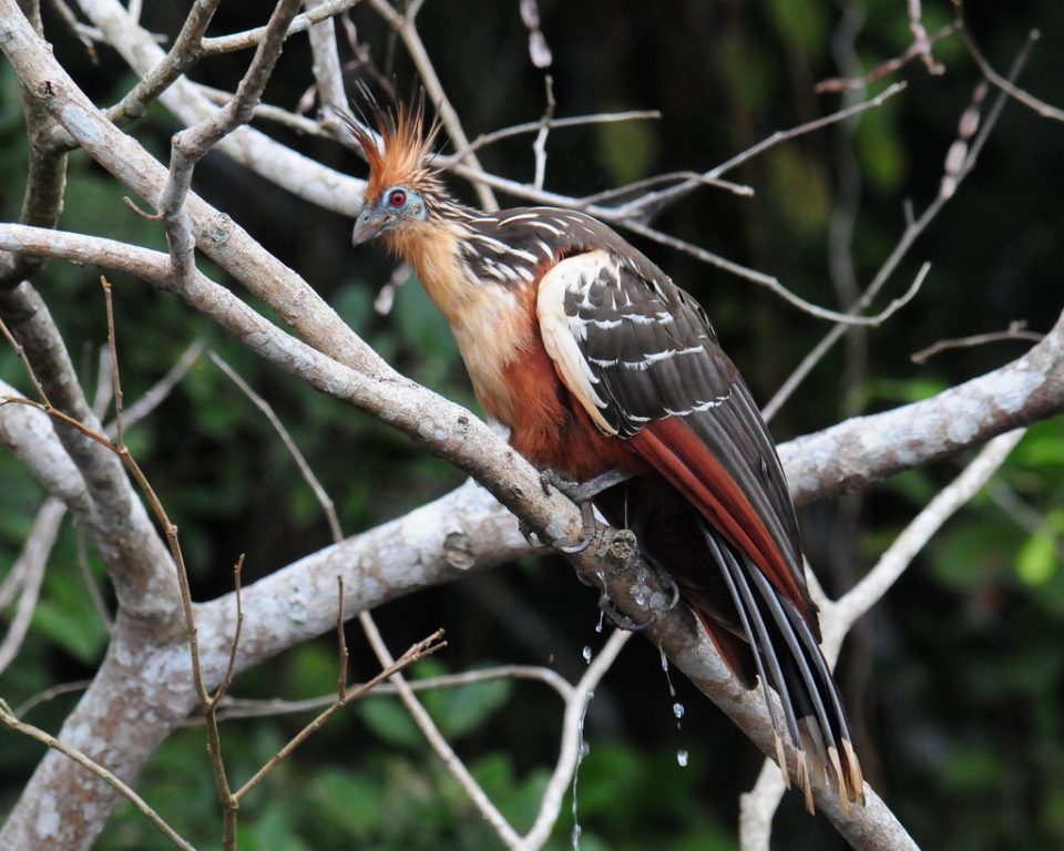 hoatzin in tree image