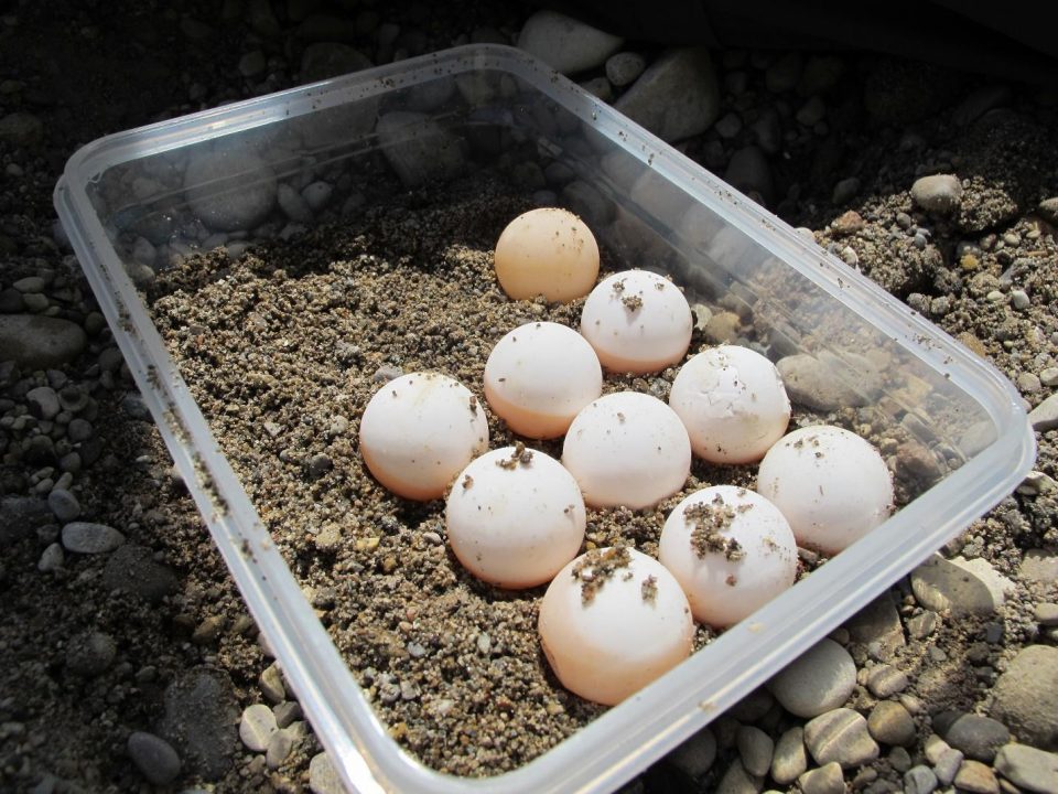 The Turtle Lab | | Dispenser Amenities pinkish eggs image