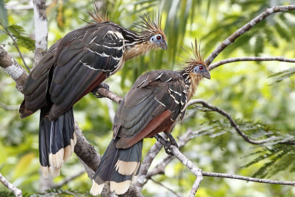 two hoatzins together image