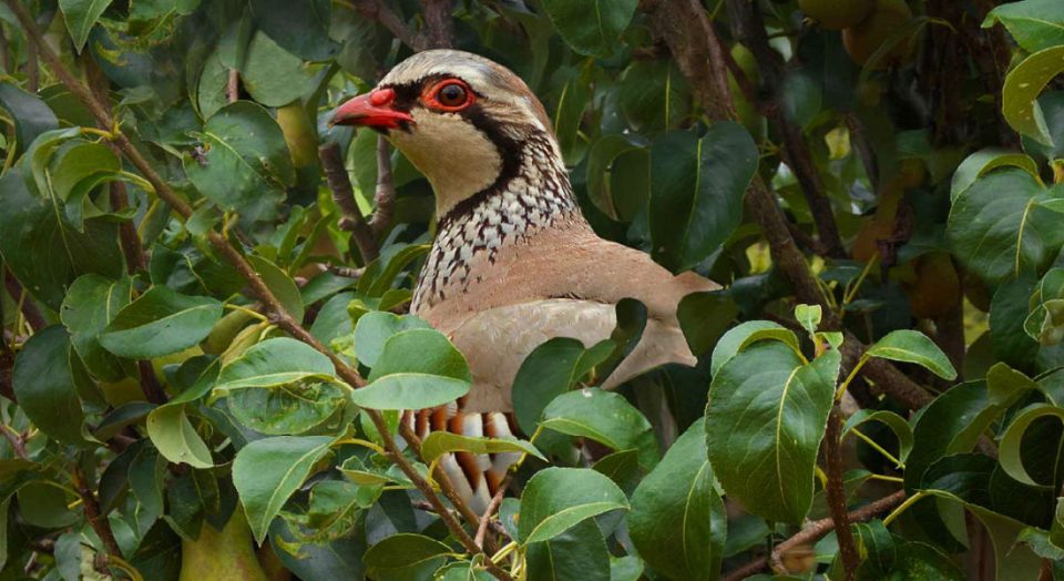 Partridge in a pear tree partridge in a pair tree image