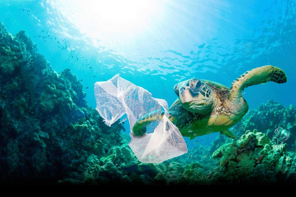 turtle feature image