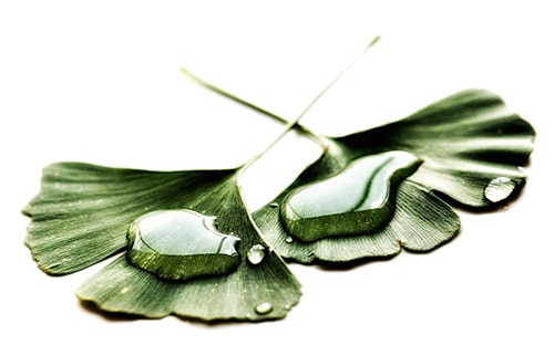 Gingko-onWhite