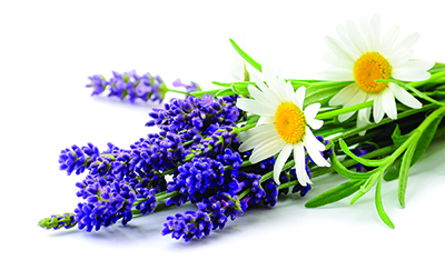 Daisies and lavender flowers bunch close up isolated on white background