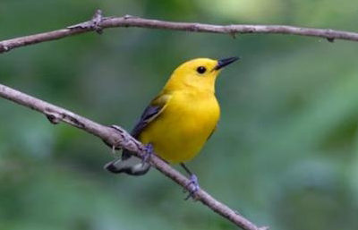 Prothonotary warbler