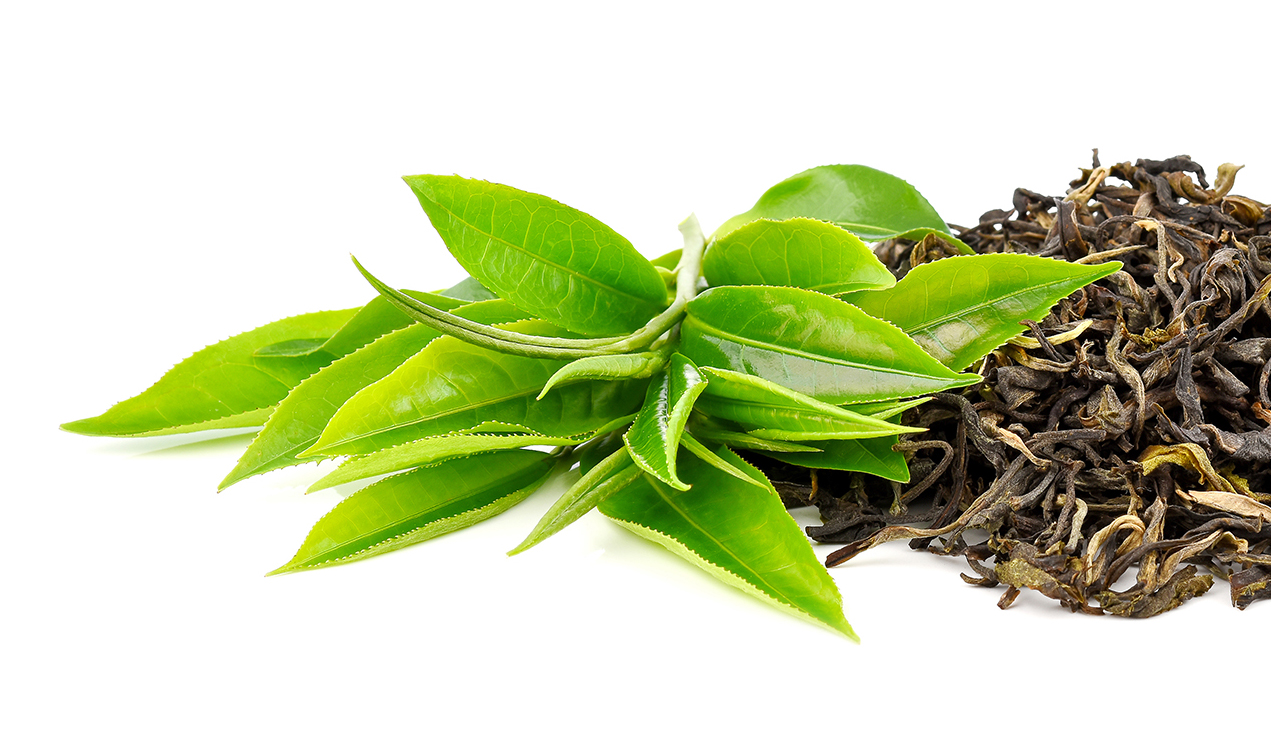 Green tea leaf isolated on white background