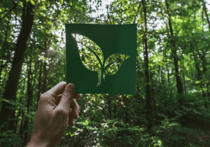 Dispenser Amenities Person Holding Eco Friendly Leaf Cutout In Forest Liquid Soap Eco Friendly Amenities Blog liquid soap image